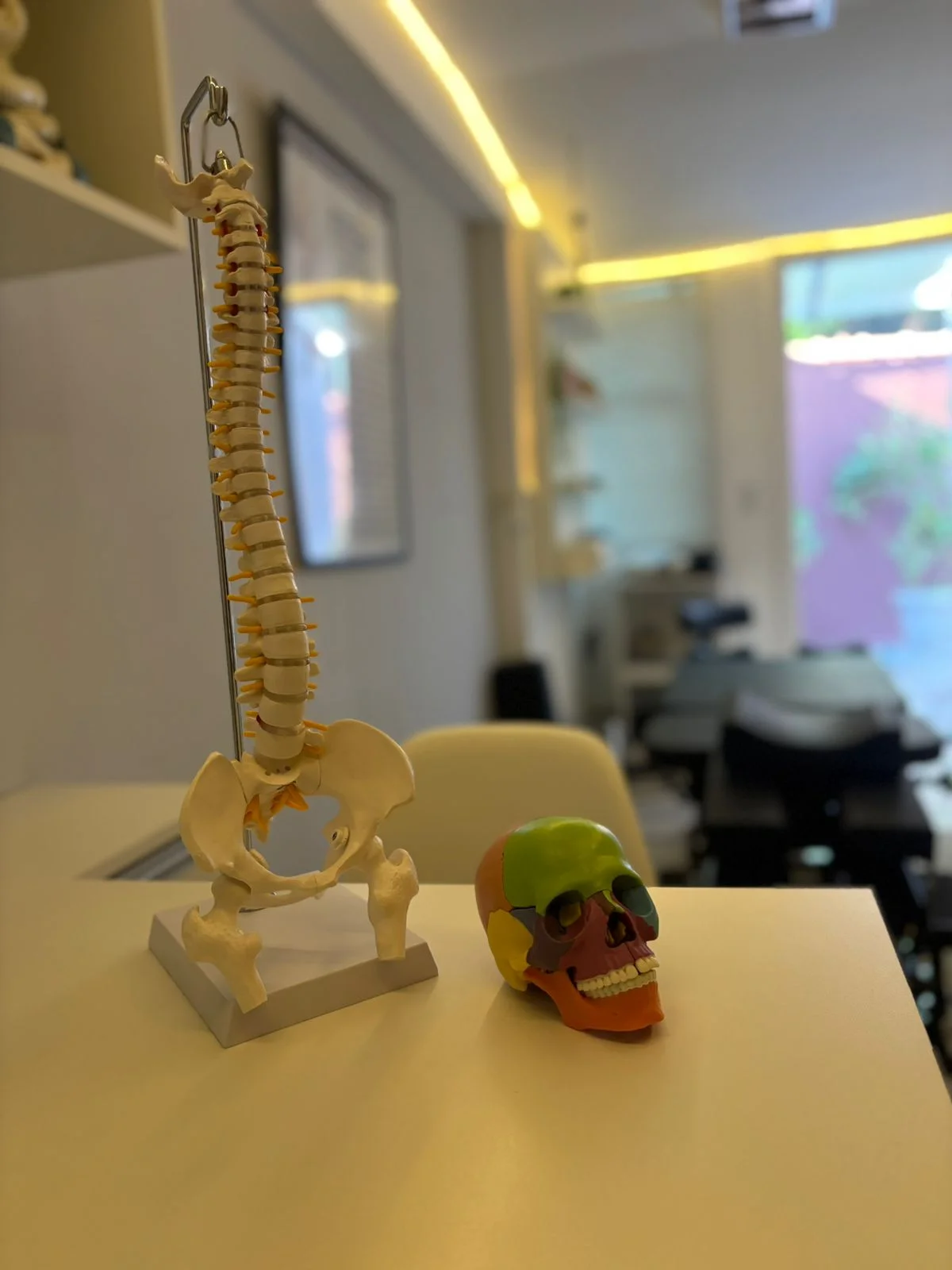 Estudo anatômico utilizado em osteopatia adulto
